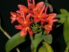Cattleya aurantiaca Deep Red x self