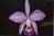 Cattleya x brymeriana