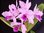 Cattleya deckeri