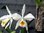 Cattleya eldorado Semi alba x alba