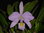 Cattleya gaskelliana concolor select