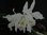 Cattleya gaskelliana coerulensis Mimi x self confirm