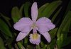 Cattleya gaskelliana var. Concolor Rodriques X Aulice