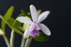 Cattleya intermedia coerulea