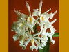 Cattleya maxima alba