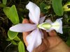 Cattleya nobilor coerulea
