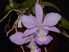 Cattleya nobilor coerulea x coerulea select