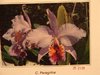 Cattleya x peregrine