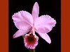Cattleya percivaliana color