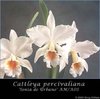Cattleya percivaliana alba var. Sonja de Urbano AM/SVCN CBM/SOEM