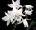 Cattleya bowringiana albbescens var. Tower Grove
