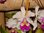 Cattleya x hardyana semi alba Exclente
