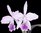 Cattleya jenmanii coerulea F3