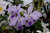 Cattleya jenmanii coerulea F2