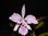 Cattleya jenmanii coerulea var. Caballero x self