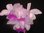 Cattleya intermedia var. Spotts