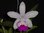 Cattleya intermedia punctata Anturio