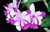 Cattleya intermedia var. Aquinii