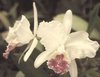 Cattleya lueddemanniana S/A Mamacita