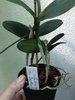 Cattleya schilleriana sanderiana var. Jardless
