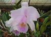 Cattleya trianaei concolor var. Madrimonia