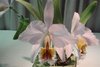 Cattleya perscivaliana coerulea Ondine AM/SVCN