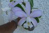 Cattleya violacea  coerulensis