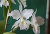 Cattleya warneri alba var. Stuard Low